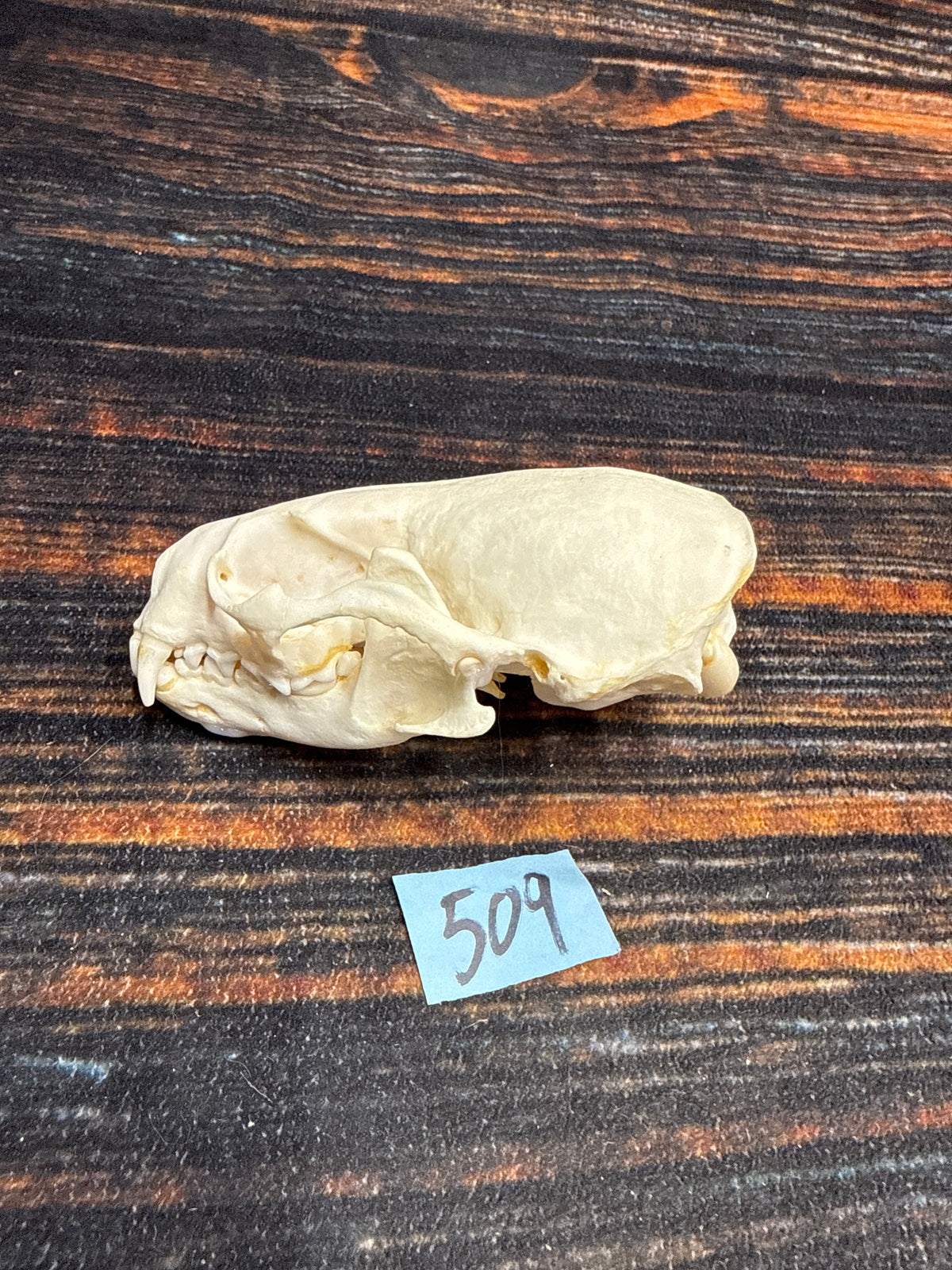 AMERICAN XL RIVER OTTER (Copy)