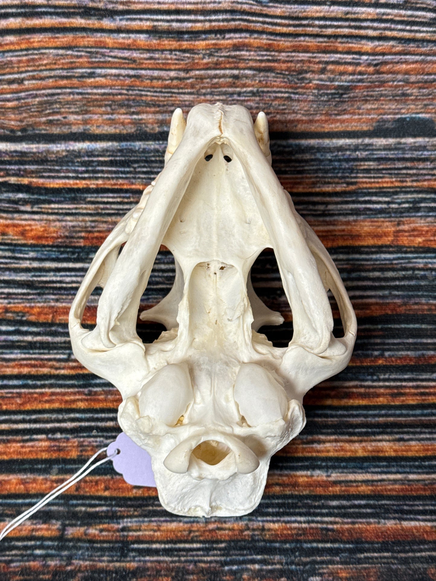 Real Mountain Lion Skull