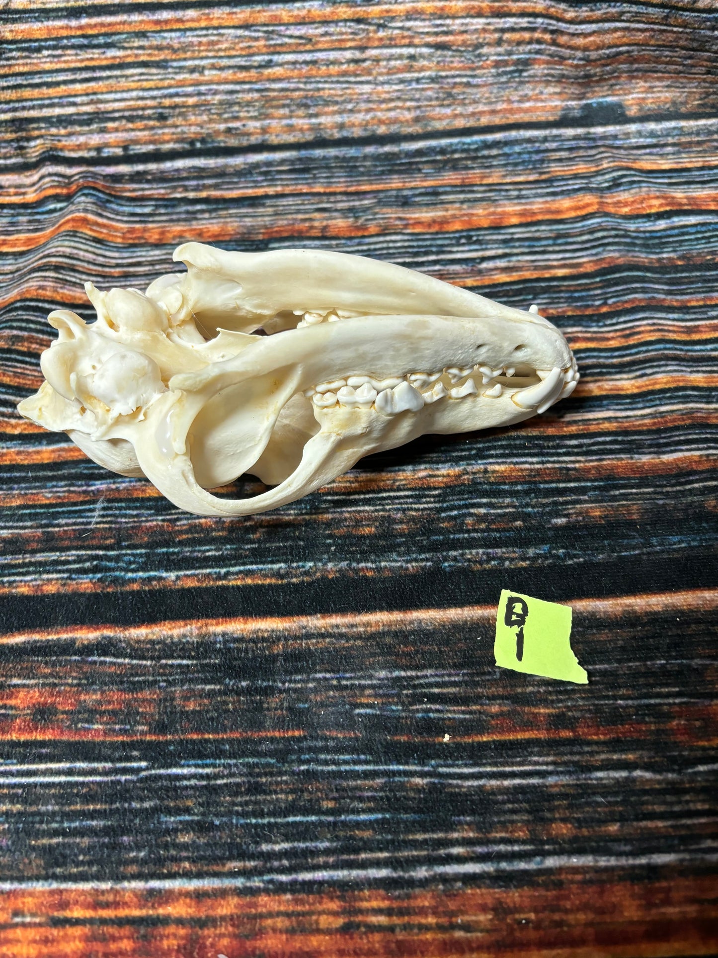 XL COYOTE SKULL