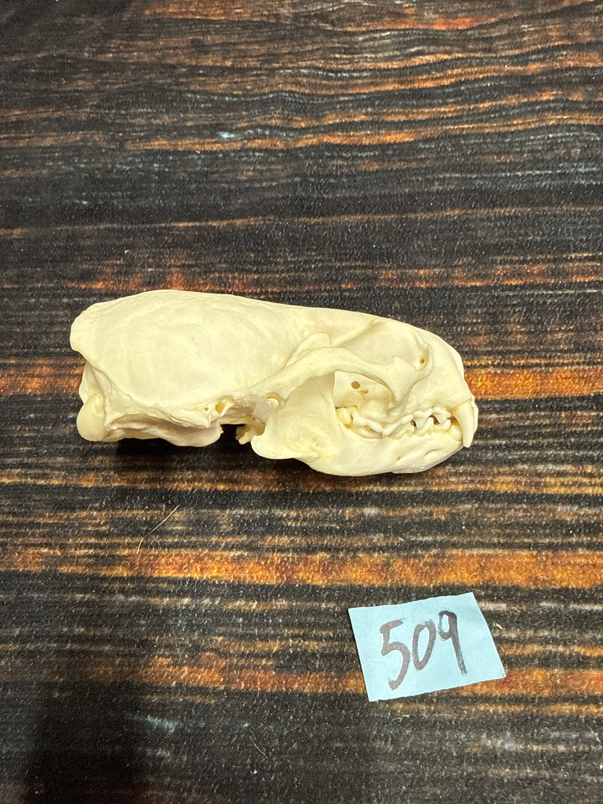 AMERICAN XL RIVER OTTER (Copy)
