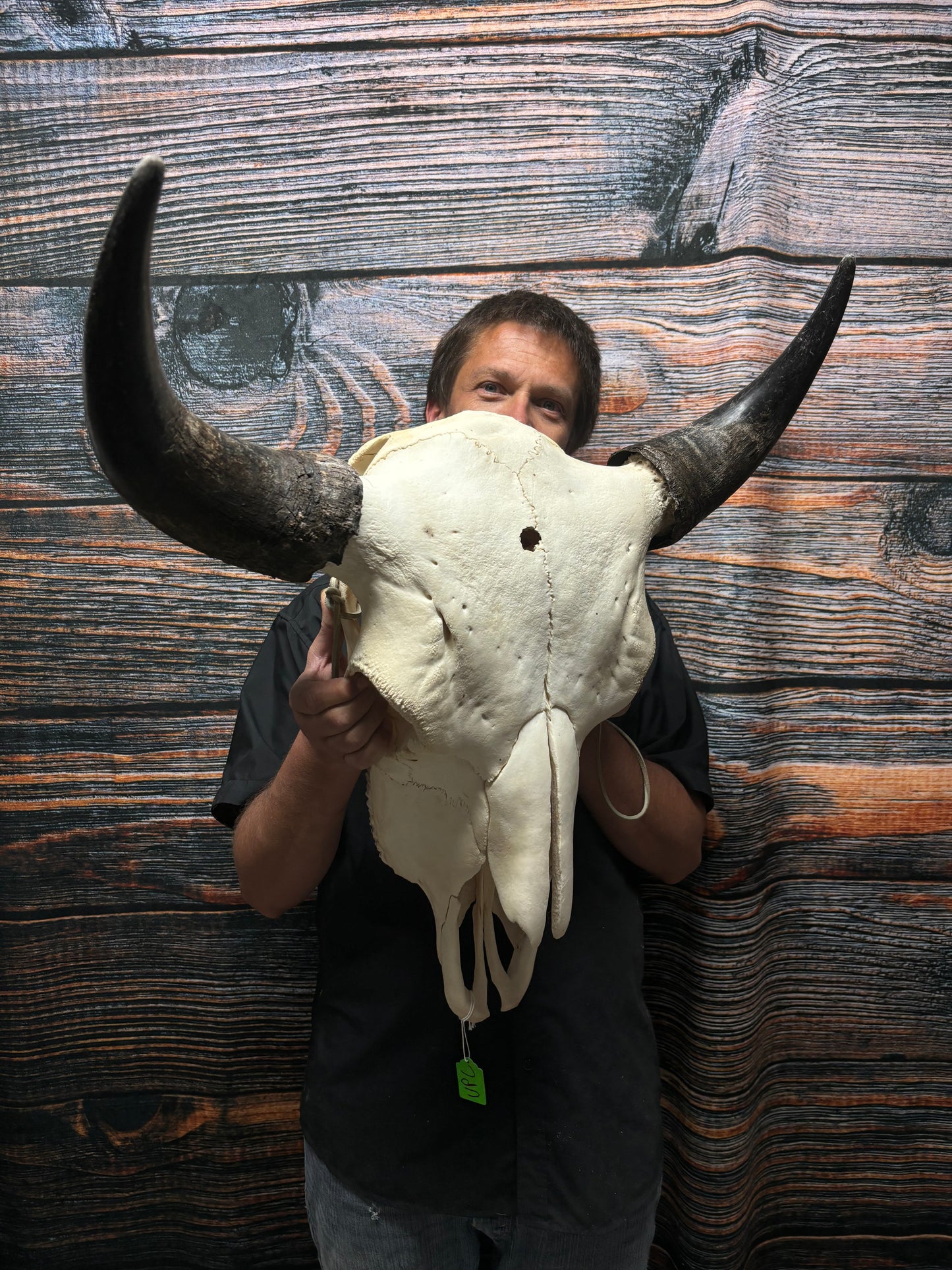 Real American Bison Buffalo Skull