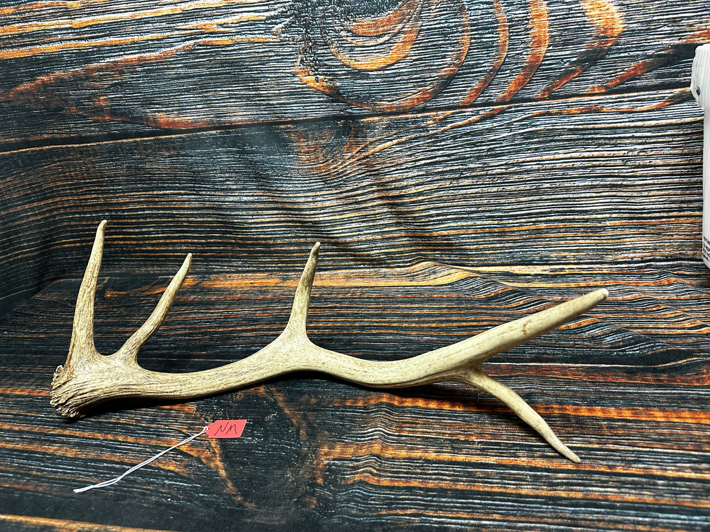 Wild Elk Shed Antler Horn Unique Christmas Gift art craft yard wedding decoration Halloween she shed man cave western animal self standing