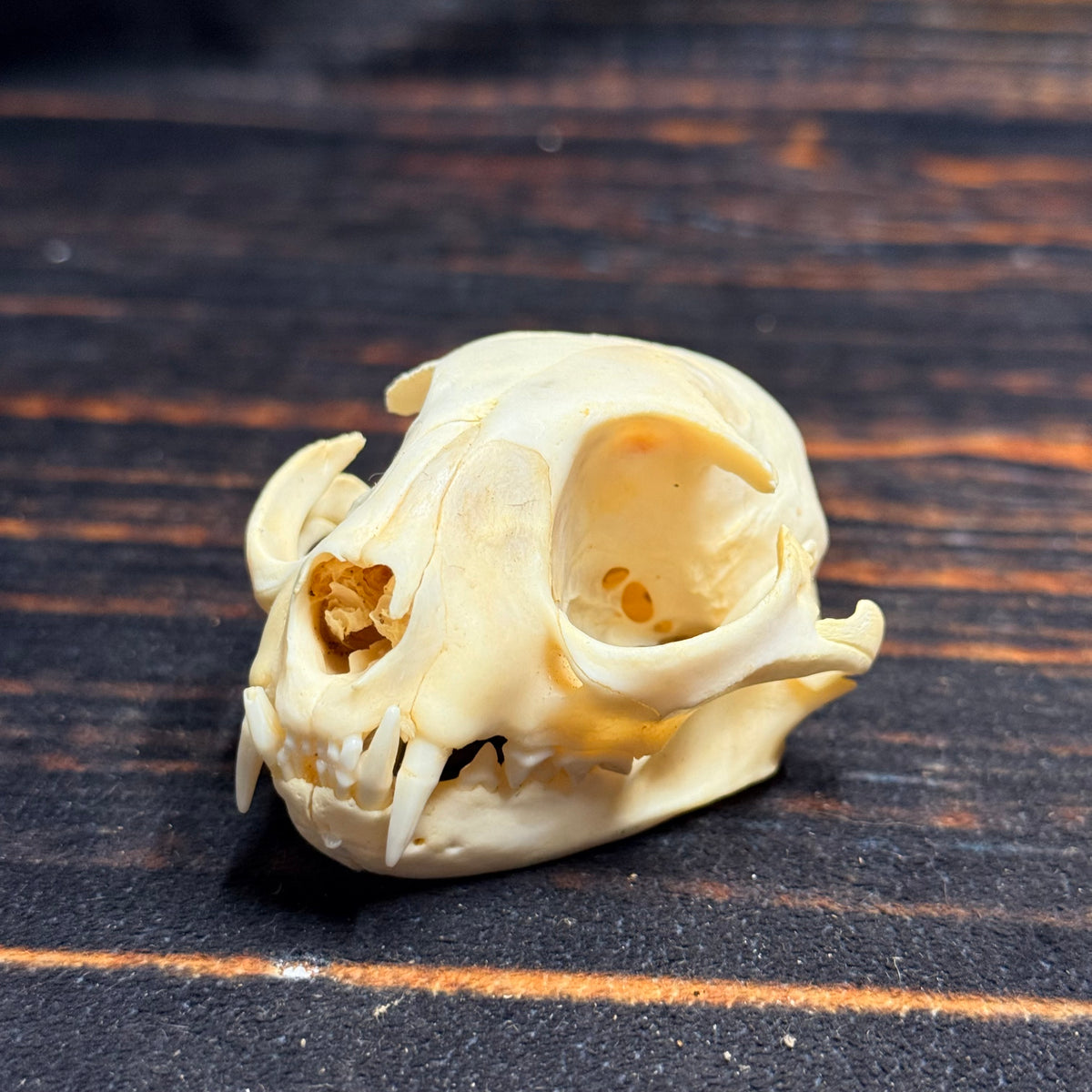 Real Feral Cat Skull, 4-Inch Specimen