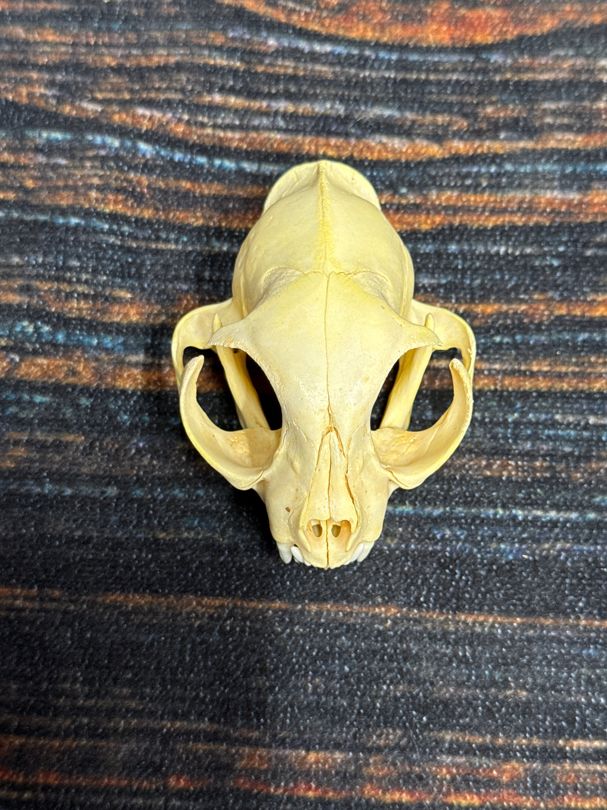 Real Feral Cat Skull, 4-Inch Specimen