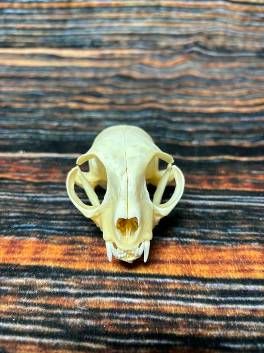 Real Feral Cat Skull