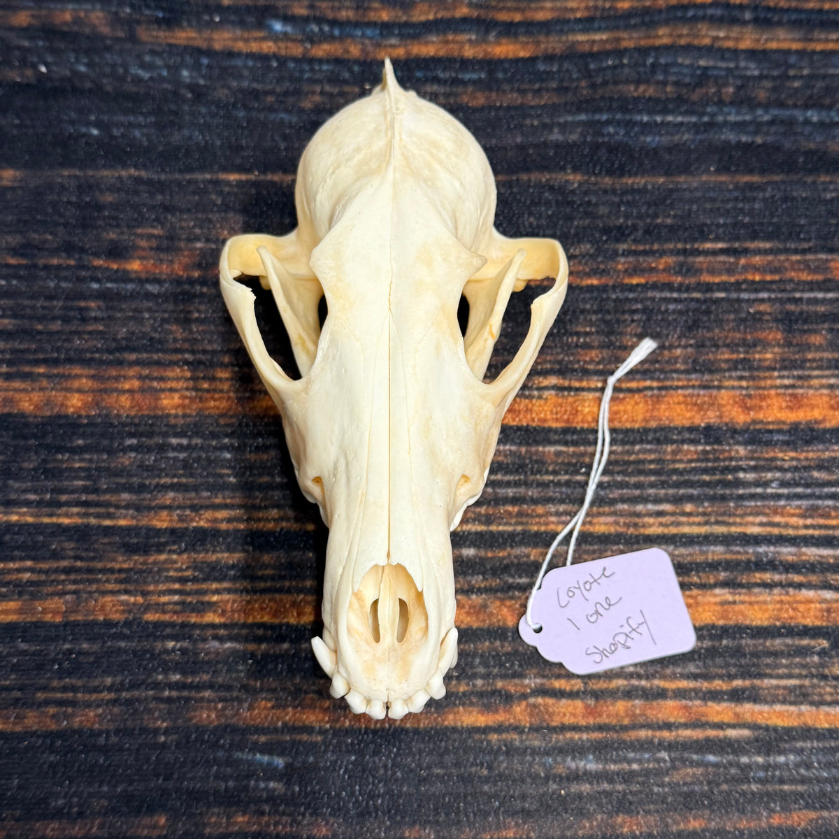 XL COYOTE SKULL