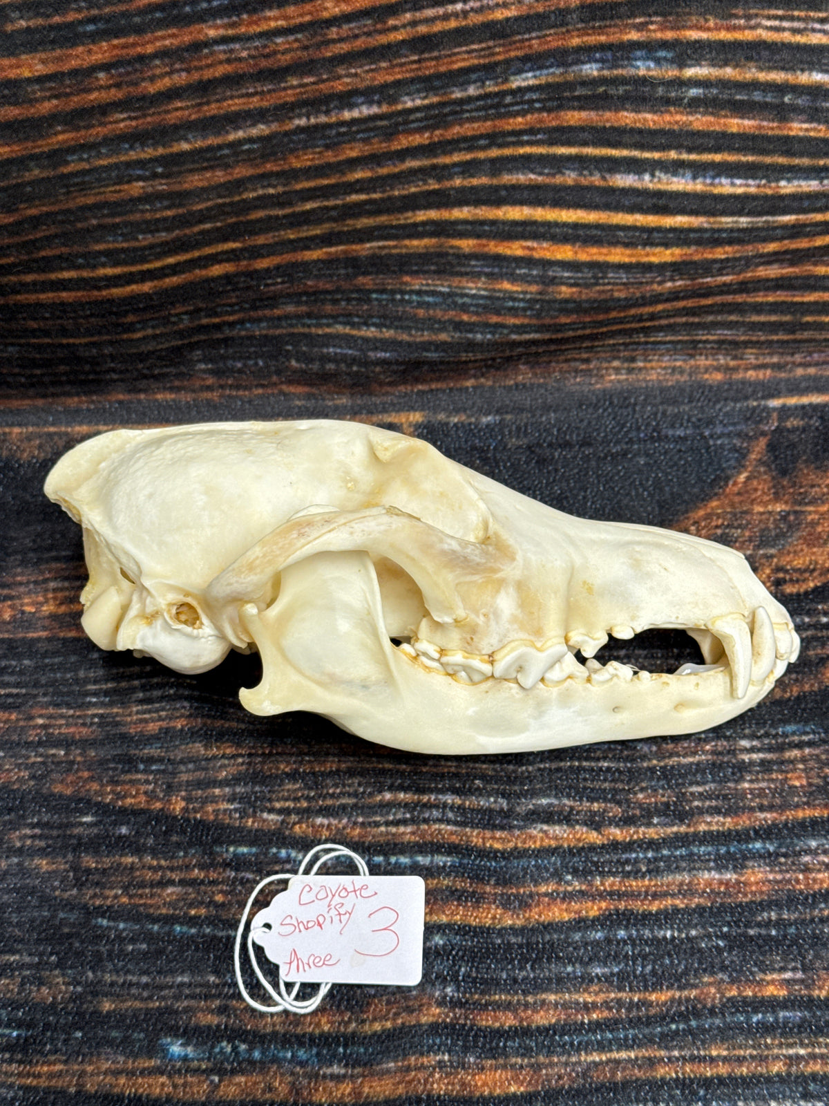 XL COYOTE SKULL