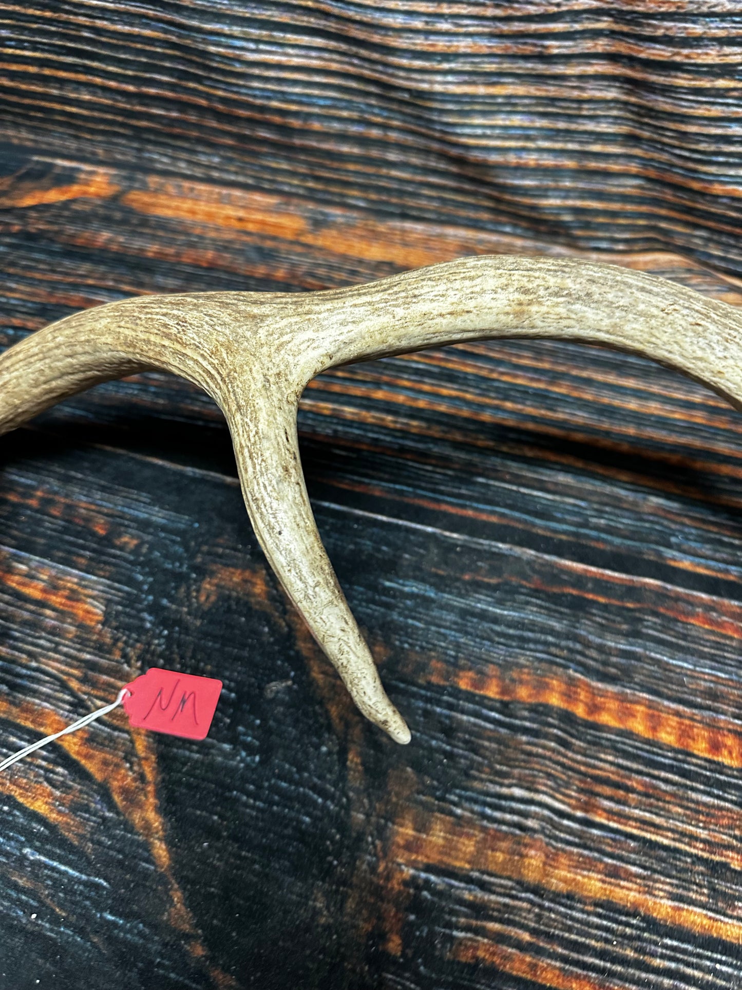 Wild Elk Shed Antler Horn Unique Christmas Gift art craft yard wedding decoration Halloween she shed man cave western animal self standing