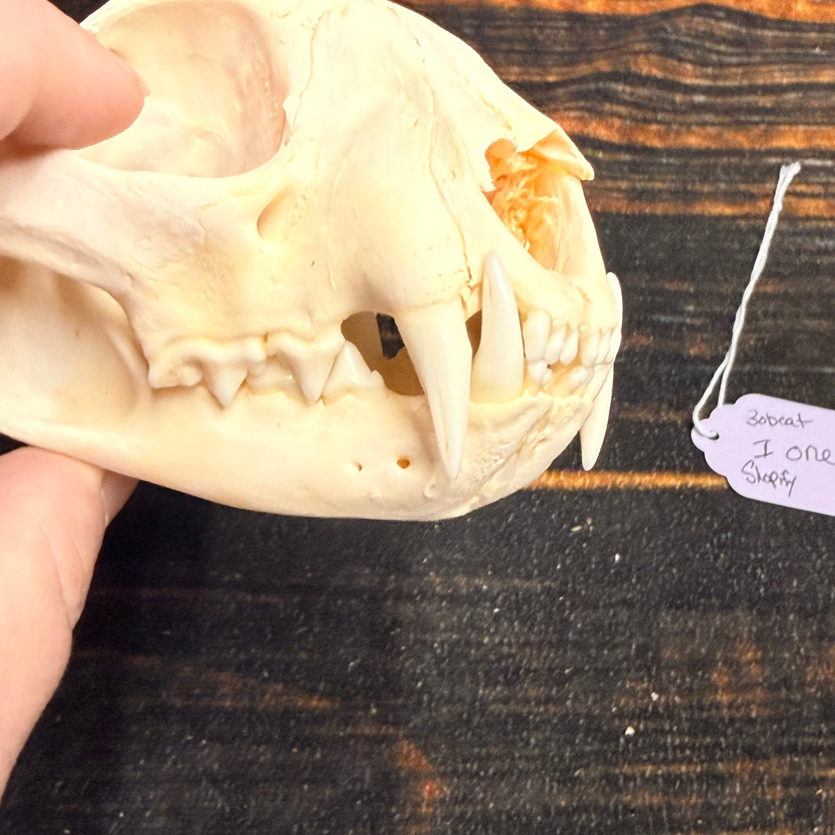 Real XL American Bobcat Skull Animal Mount Christmas Gifts Man cave Cabin Western Decor Craft Taxidermy Art craft head Voodoo hoodoo