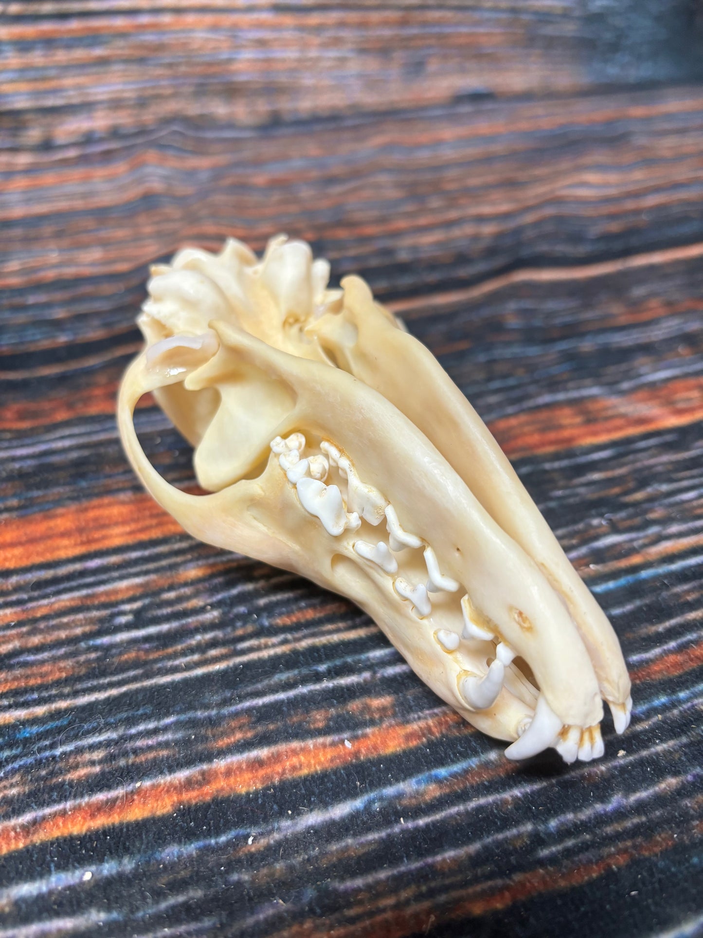 Real Red Fox Skull