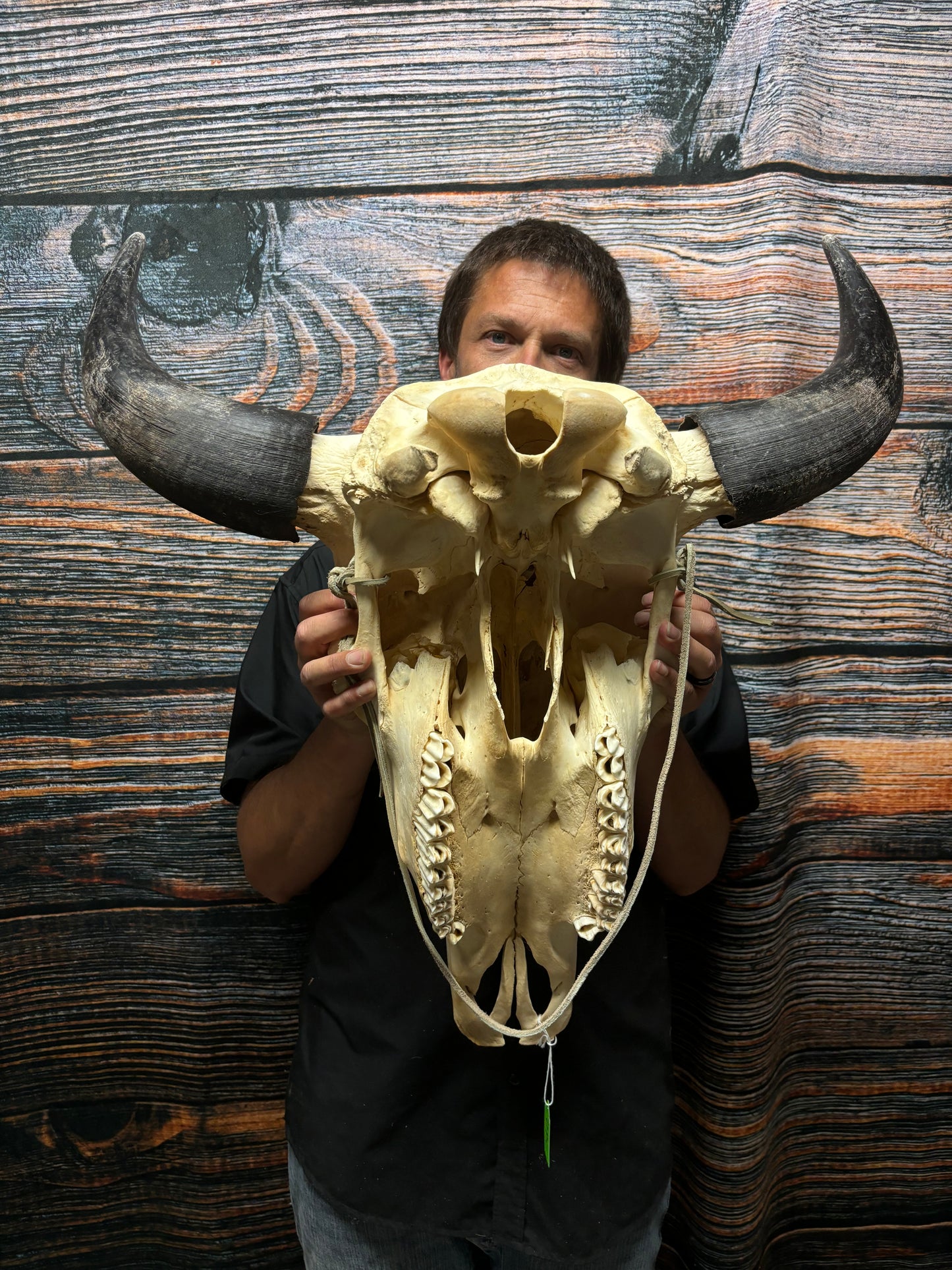 Real American Bison Buffalo Skull