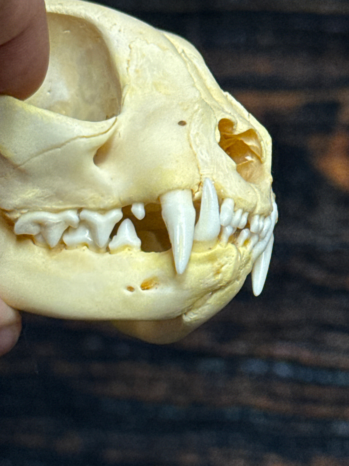 Real Feral Cat Skull, 4-Inch Specimen