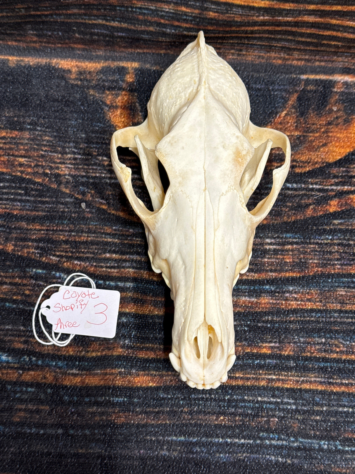 XL COYOTE SKULL