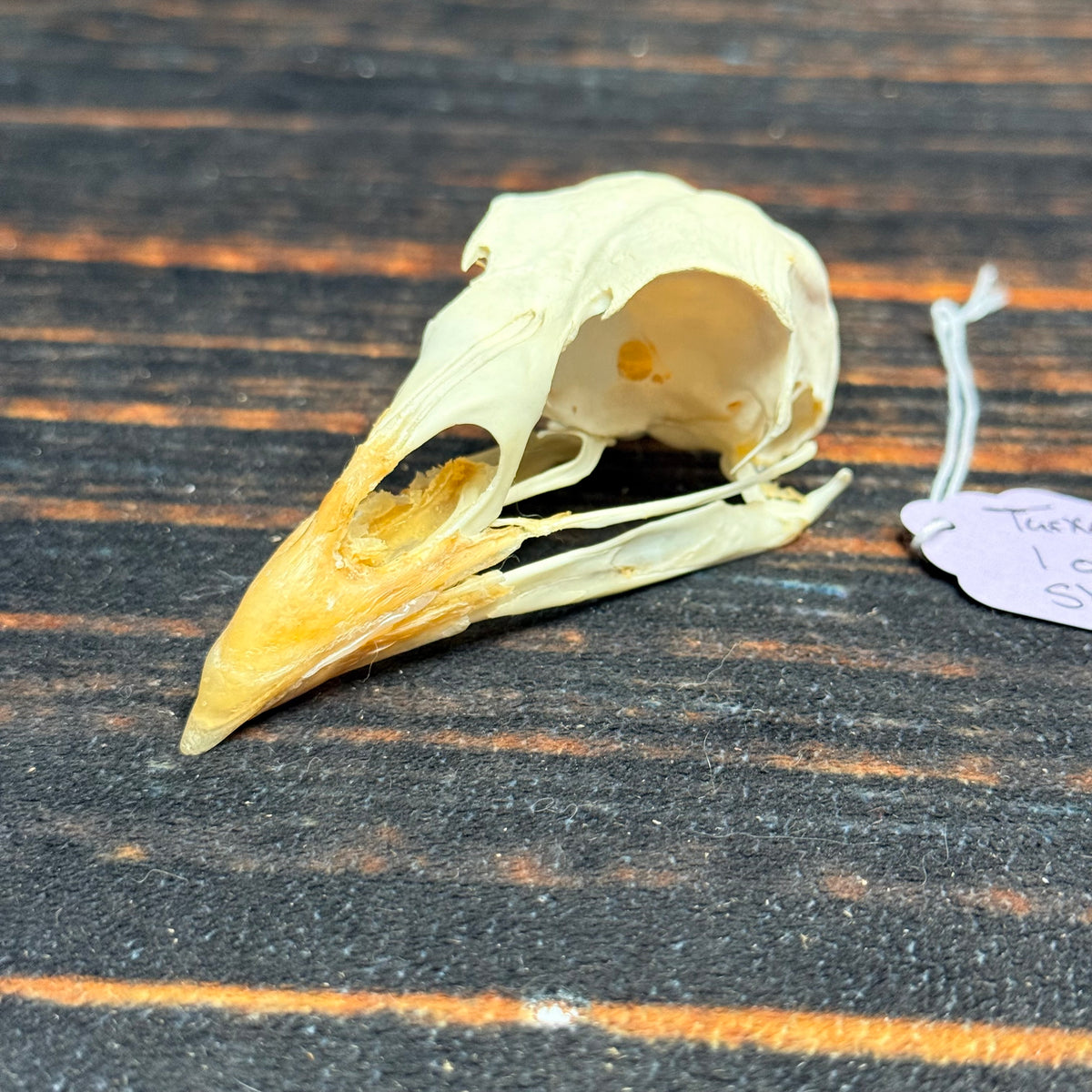 Real XL Turkey Skull