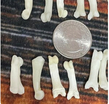 20 real Bobcat toe bone mountain man craft art supplies jewelry Necklace gothic Native American beads Renaissance fair festival costumes