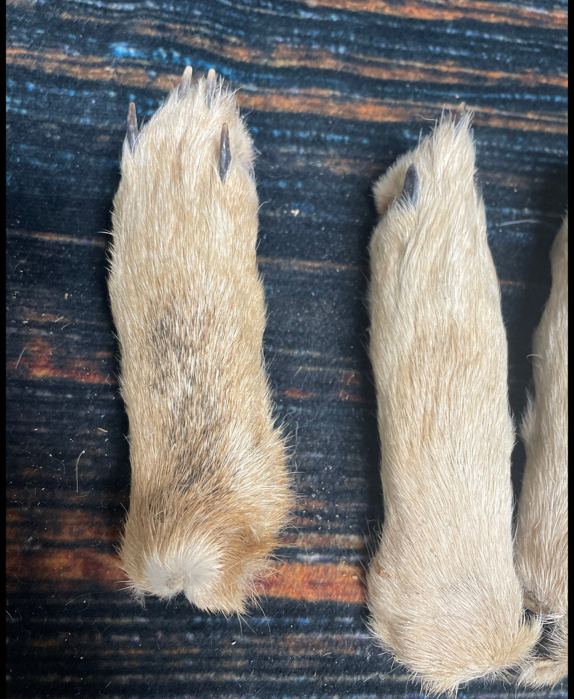 5 Real coyote feet cured Taxidermy mount repair Witchcraft Voodoo Spell taxidermy oddity Renaissance Craft Art educational model animal odd