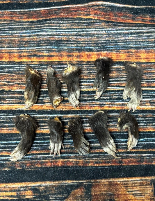 10 Real opossum feet cured Taxidermy mount repair Witchcraft Voodoo Spell taxidermy oddity Renaissance Craft