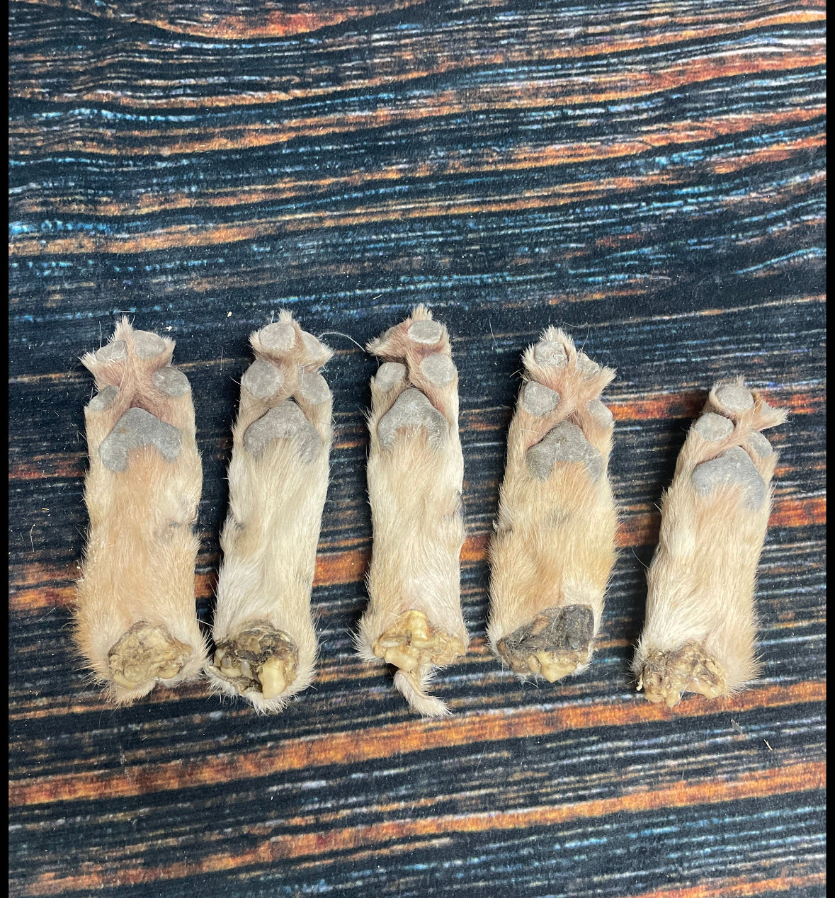 5 Real coyote feet cured Taxidermy mount repair Witchcraft Voodoo Spell taxidermy oddity Renaissance Craft Art educational model animal odd