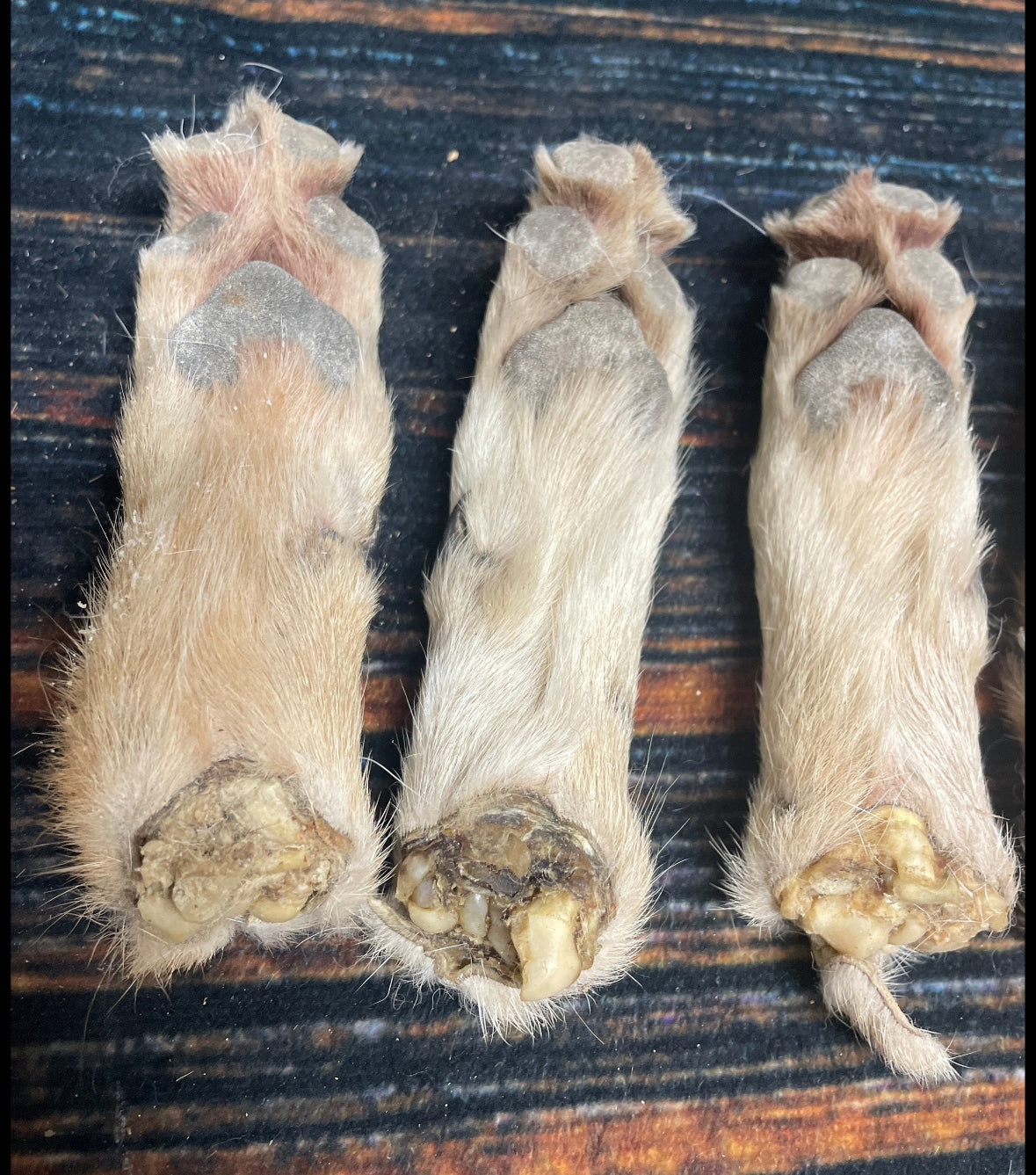 5 Real coyote feet cured Taxidermy mount repair Witchcraft Voodoo Spell taxidermy oddity Renaissance Craft Art educational model animal odd