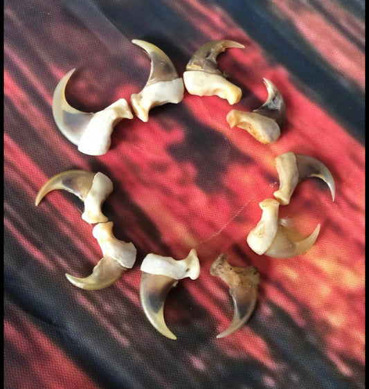 10 American Bobcat Claws Art Craft Supply Jewelry Ring Choker Necklace