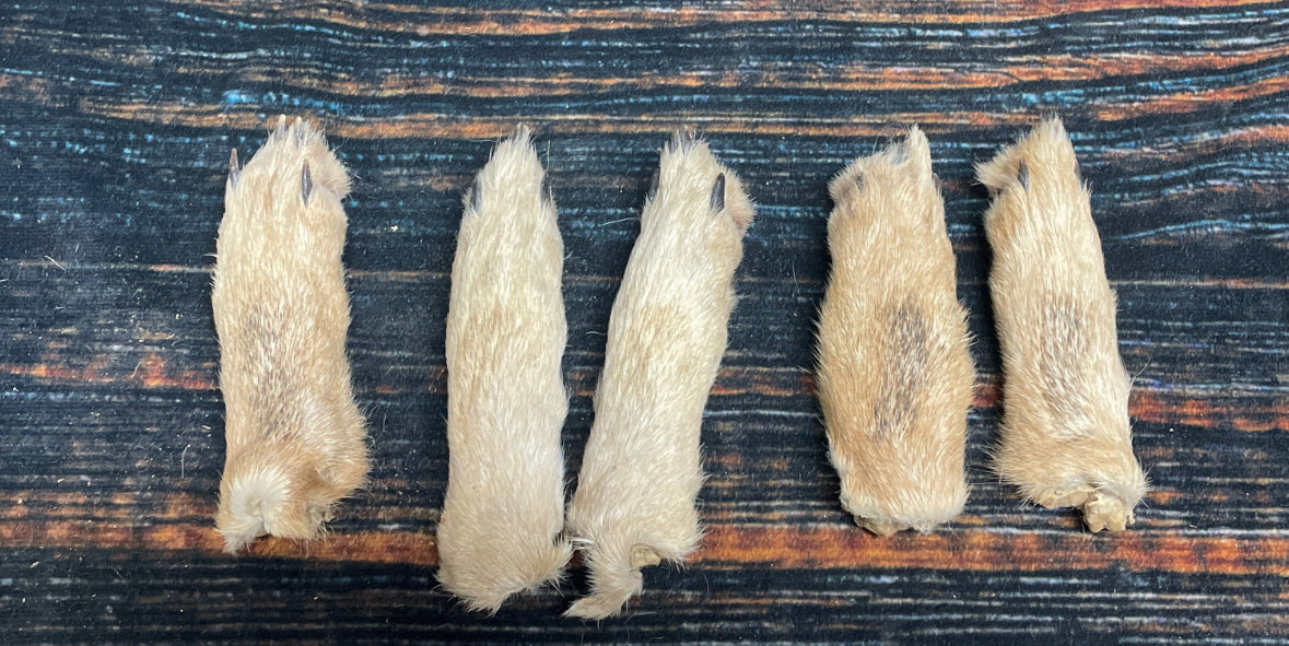 5 Real coyote feet cured Taxidermy mount repair Witchcraft Voodoo Spell taxidermy oddity Renaissance Craft Art educational model animal odd