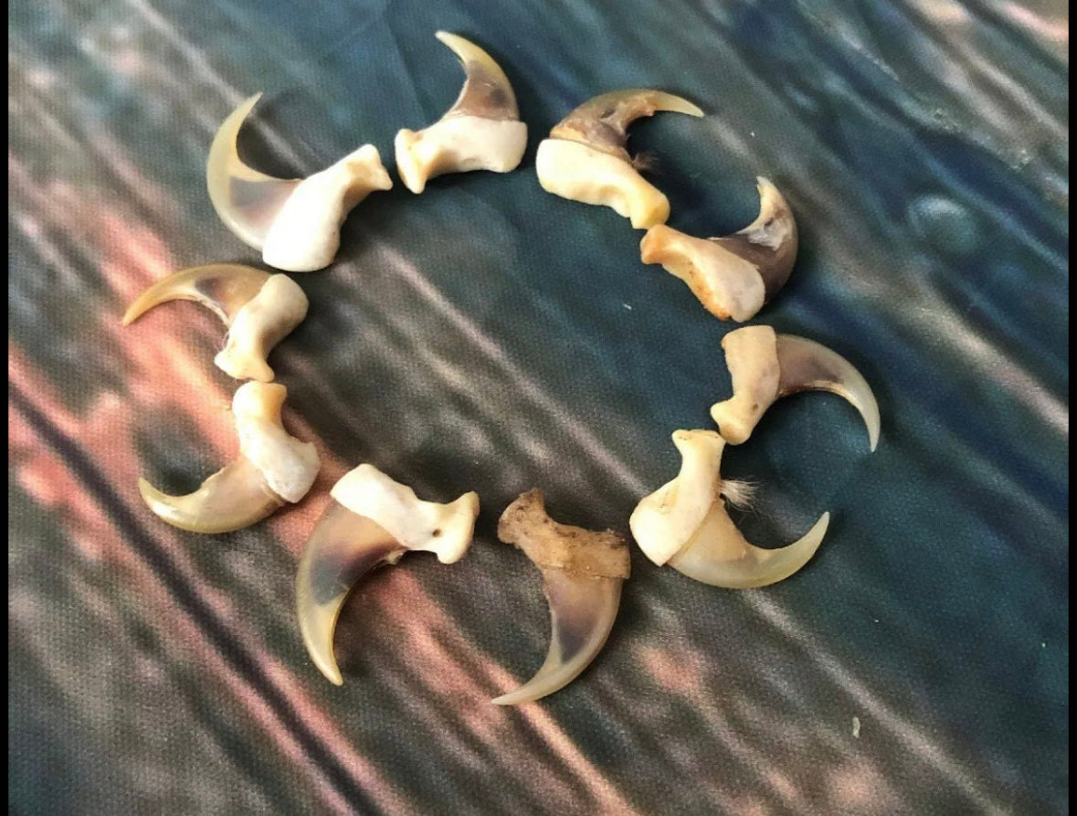 10 American Bobcat Claws Art Craft Supply Jewelry Ring Choker Necklace