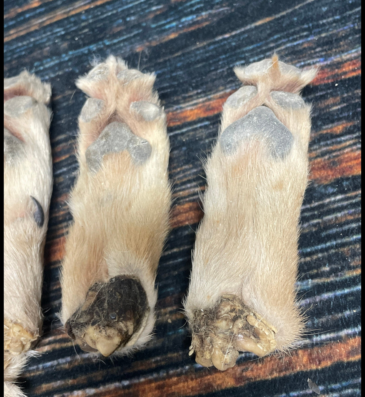 5 Real coyote feet cured Taxidermy mount repair Witchcraft Voodoo Spell taxidermy oddity Renaissance Craft Art educational model animal odd