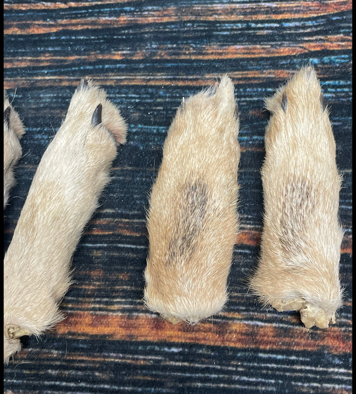 5 Real coyote feet cured Taxidermy mount repair Witchcraft Voodoo Spell taxidermy oddity Renaissance Craft Art educational model animal odd