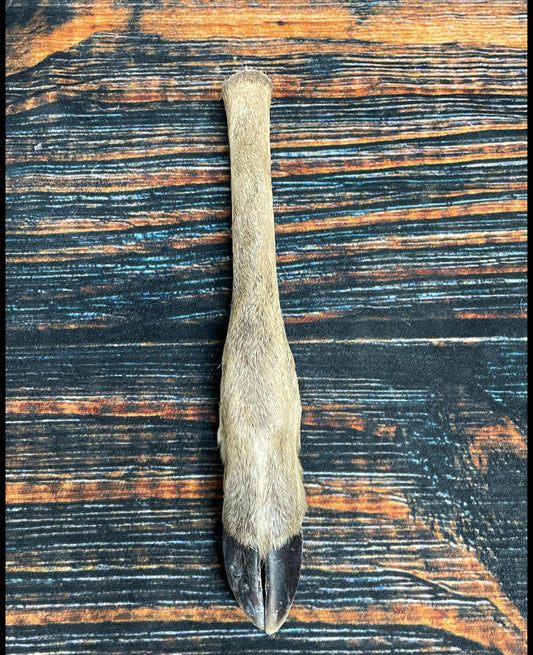 1 Straight Deer foot cured knife cane handle Gun Rack Witch craft Animal Mount antler Art Craft supplies voodoo gothic renaissance festival