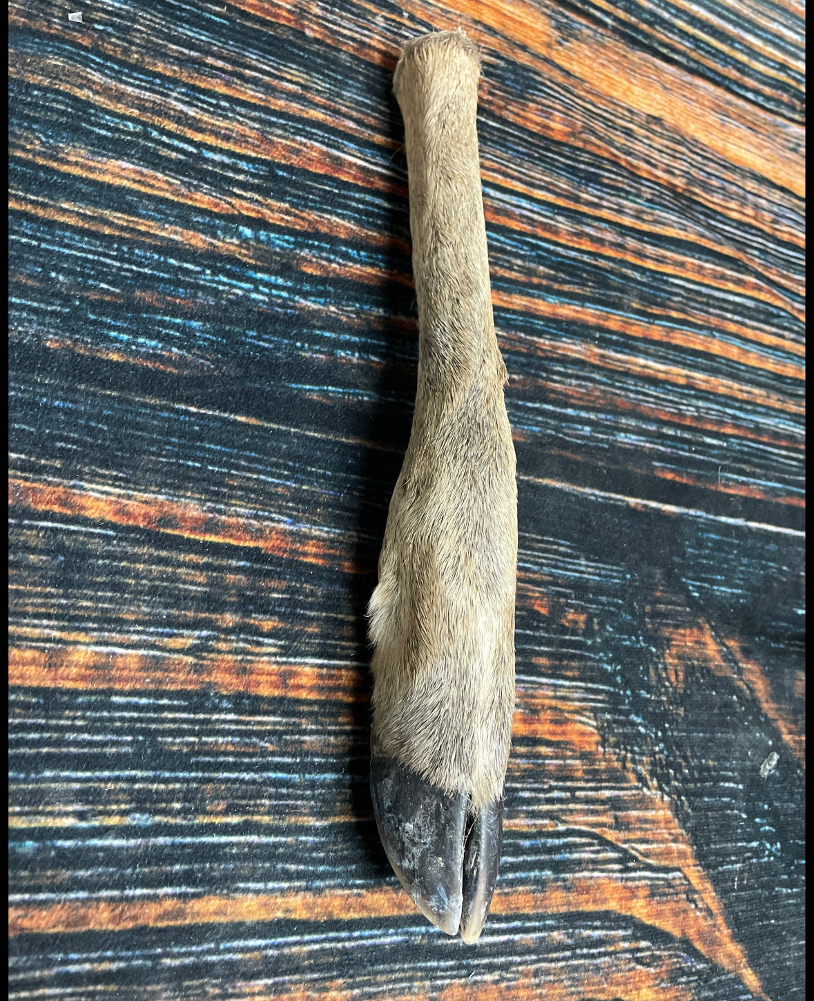 1 Straight Deer foot cured knife cane handle Gun Rack Witch craft Animal Mount antler Art Craft supplies voodoo gothic renaissance festival