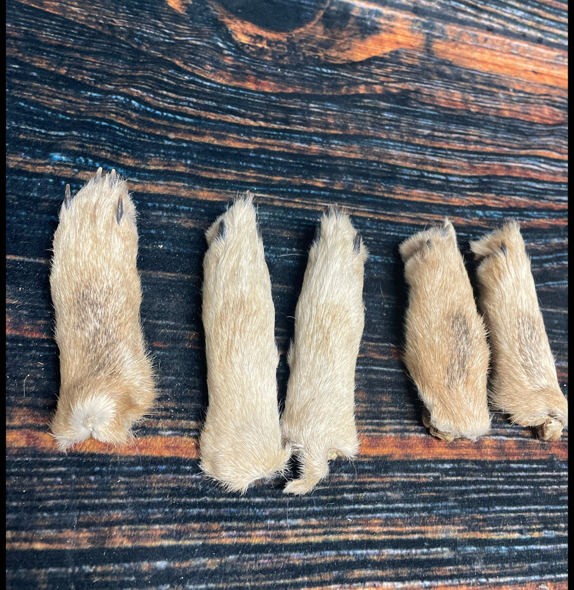 5 Real coyote feet cured Taxidermy mount repair Witchcraft Voodoo Spell taxidermy oddity Renaissance Craft Art educational model animal odd