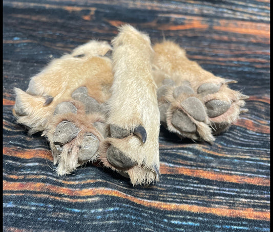 5 Real coyote feet cured Taxidermy mount repair Witchcraft Voodoo Spell taxidermy oddity Renaissance Craft Art educational model animal odd