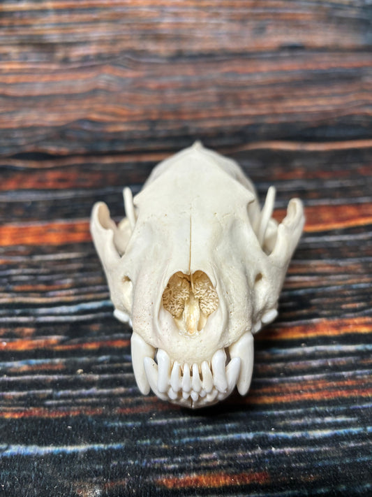 REAL XL WOLVERINE SKULL