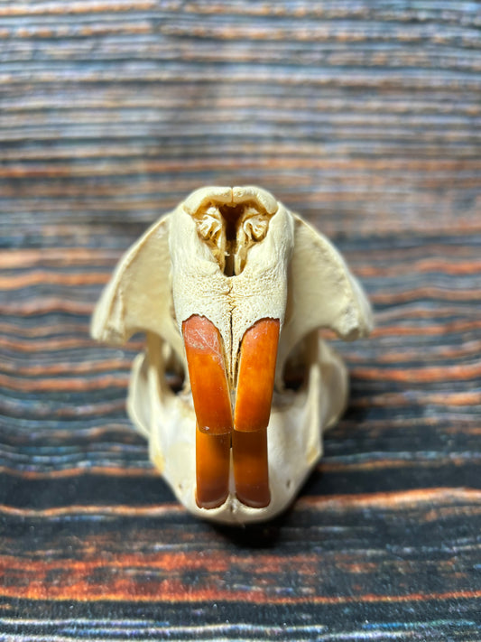 Real XL Beaver Skull