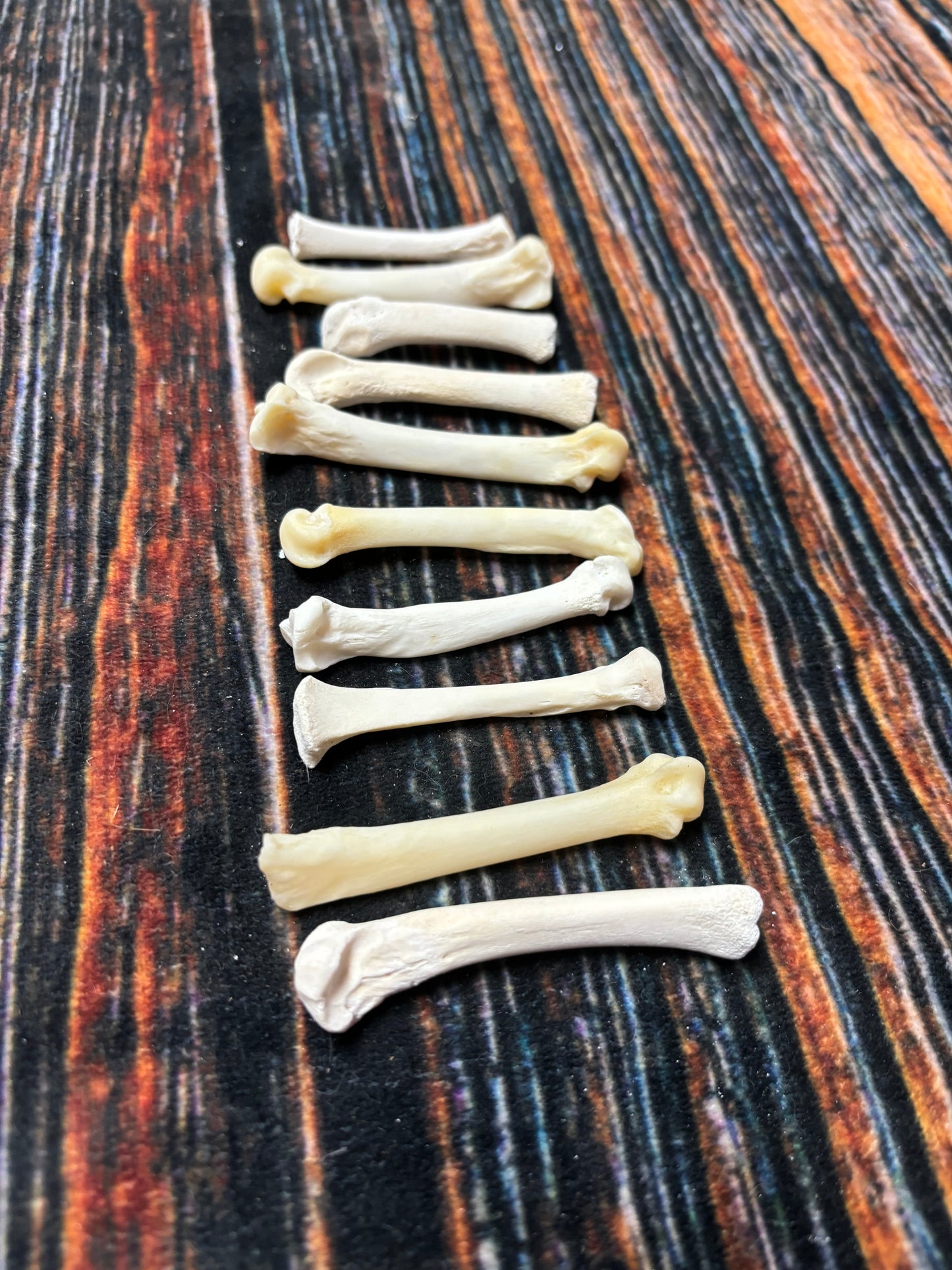 10 Mountain Lion Paw Bones