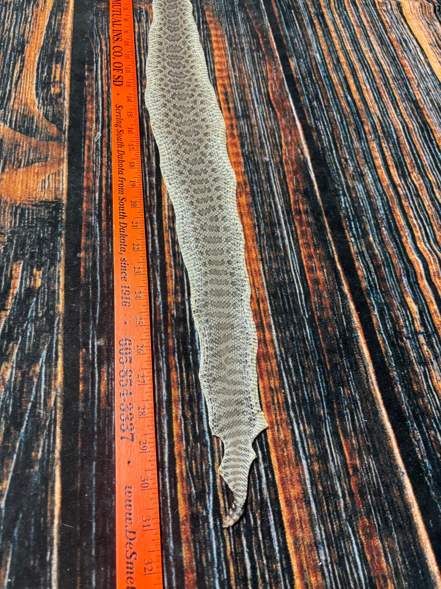 REAL rattlesnake skin prairie rattler hide dry tanned bow wrap blank art craft Supply Educational Renaissance costume Oddity gothic rattle