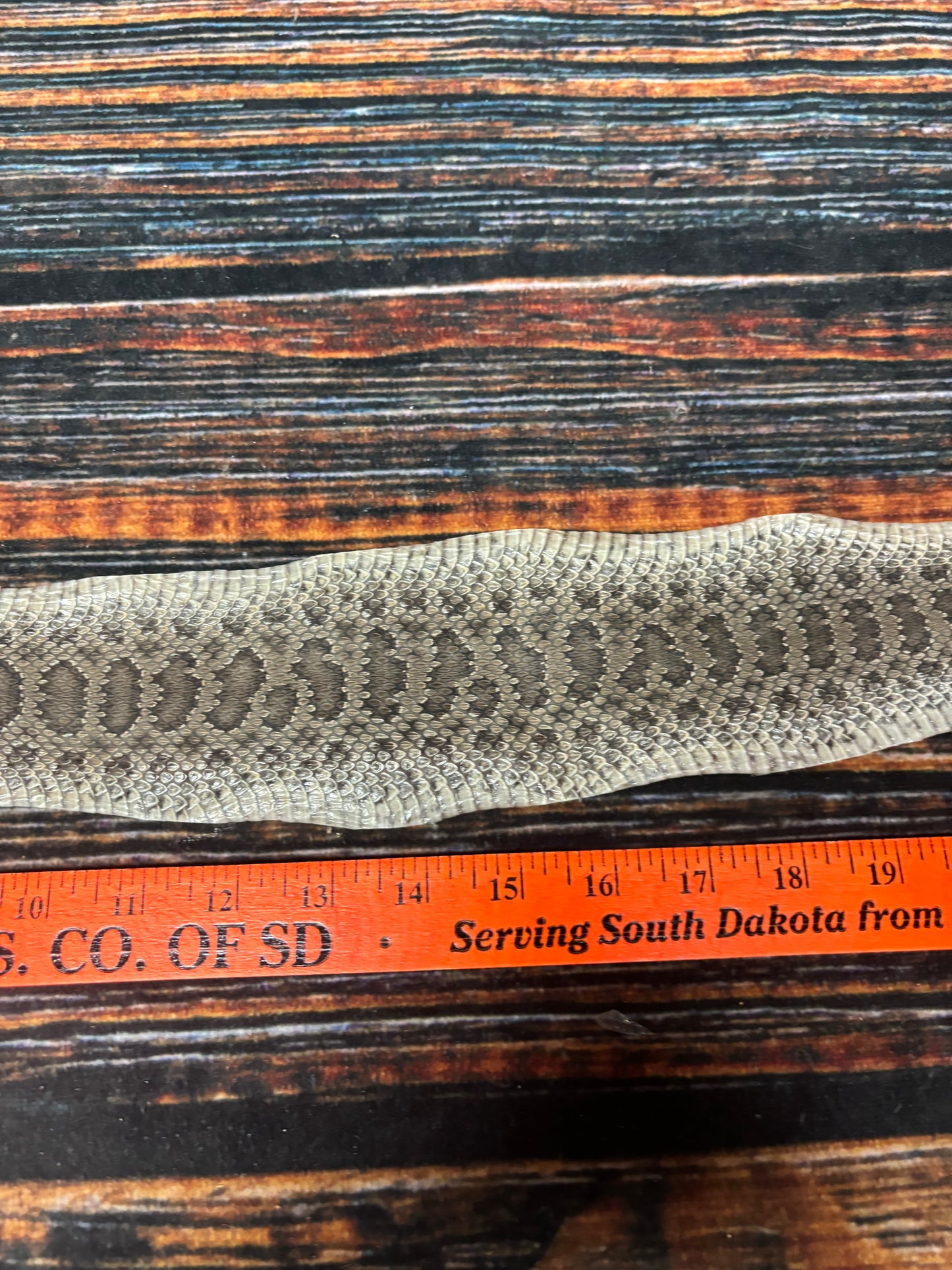 REAL rattlesnake skin prairie rattler hide dry tanned bow wrap blank art craft Supply Educational Renaissance costume Oddity gothic rattle