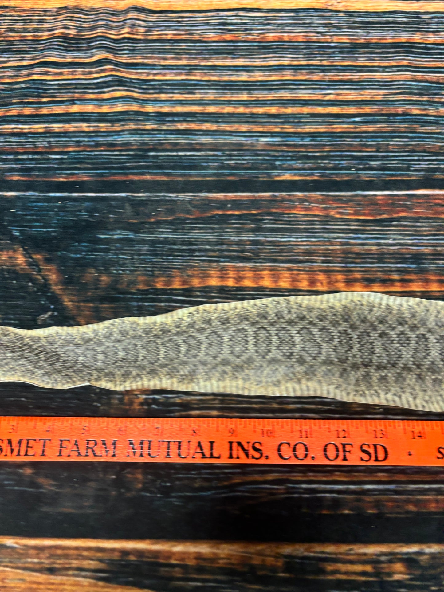 REAL rattlesnake skin prairie rattler hide dry tanned bow wrap blank art craft Supply Educational Renaissance costume Oddity gothic rattle