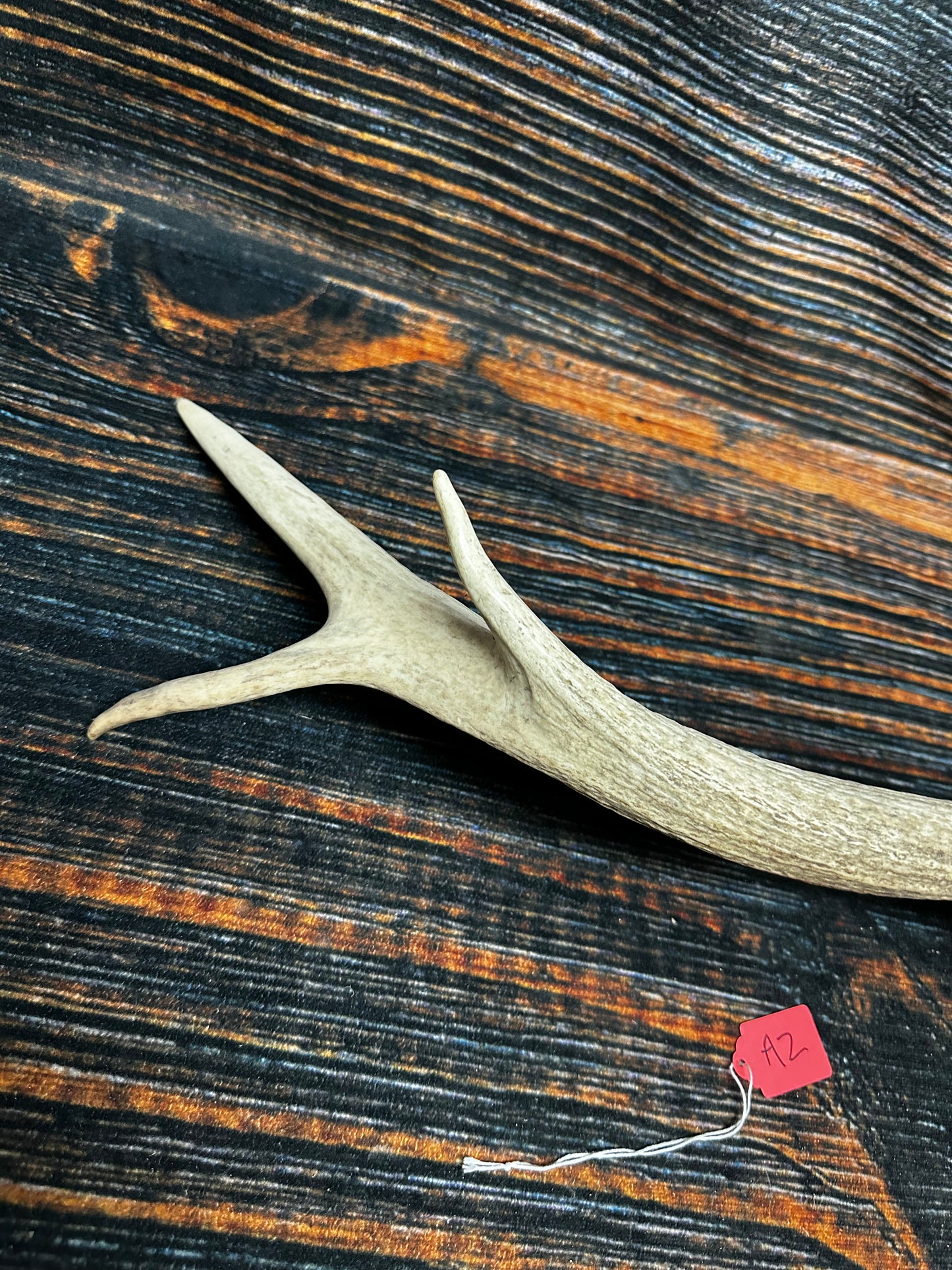 Wild Elk Shed Antler Horn Unique Christmas Gift art craft yard wedding decoration Halloween she shed man cave western animal self standing