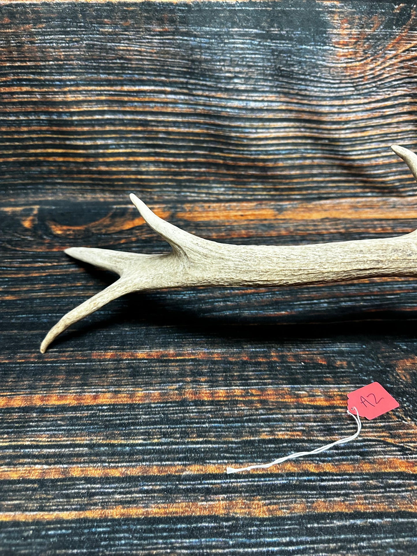 Wild Elk Shed Antler Horn Unique Christmas Gift art craft yard wedding decoration Halloween she shed man cave western animal self standing