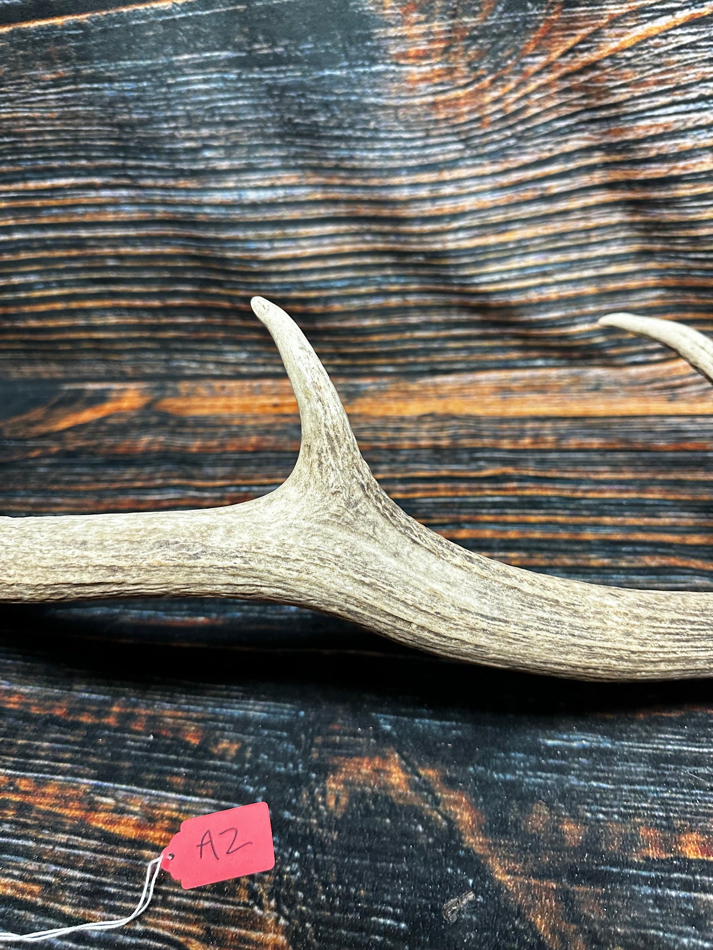 Wild Elk Shed Antler Horn Unique Christmas Gift art craft yard wedding decoration Halloween she shed man cave western animal self standing