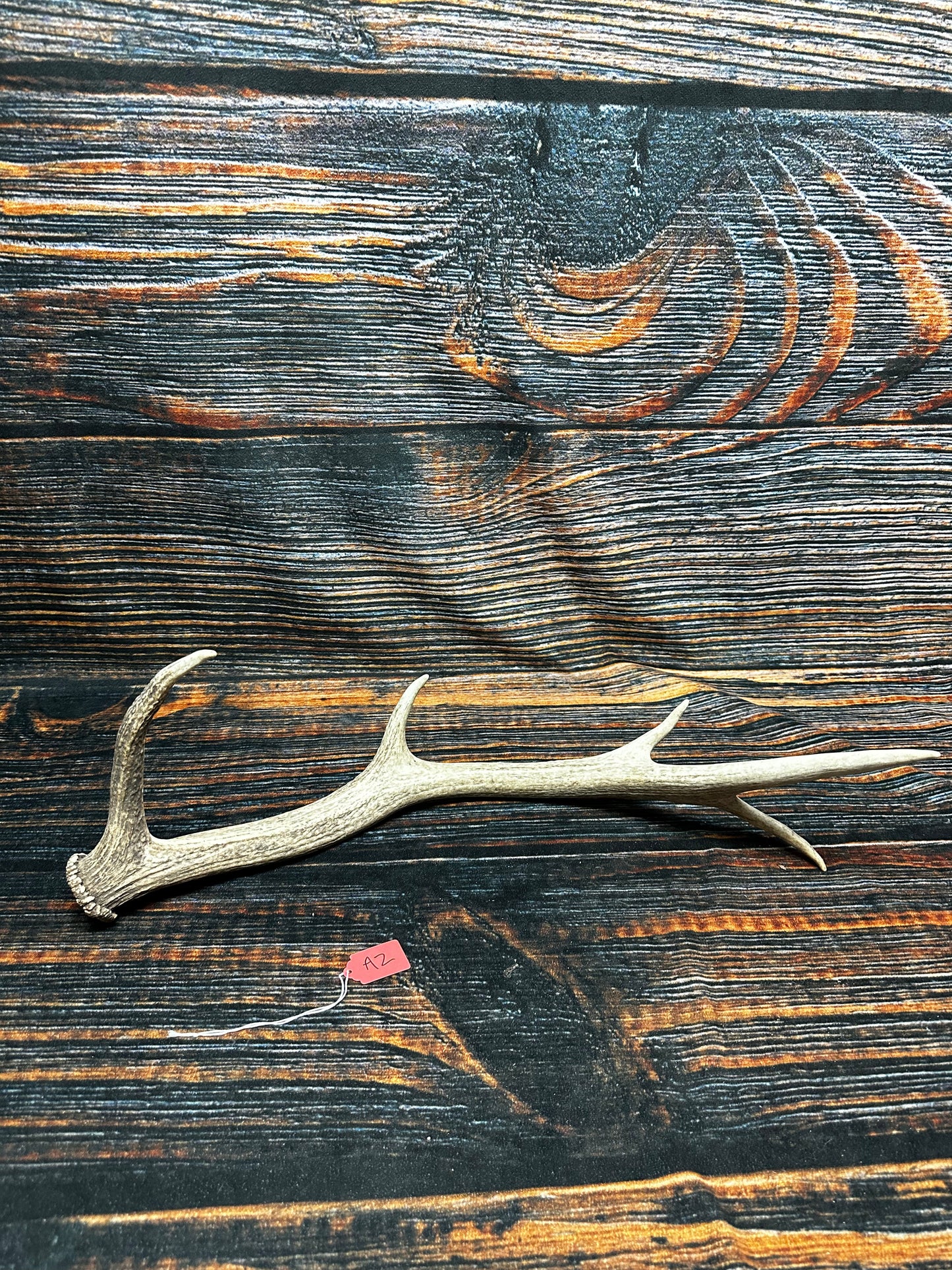 Wild Elk Shed Antler Horn Unique Christmas Gift art craft yard wedding decoration Halloween she shed man cave western animal self standing