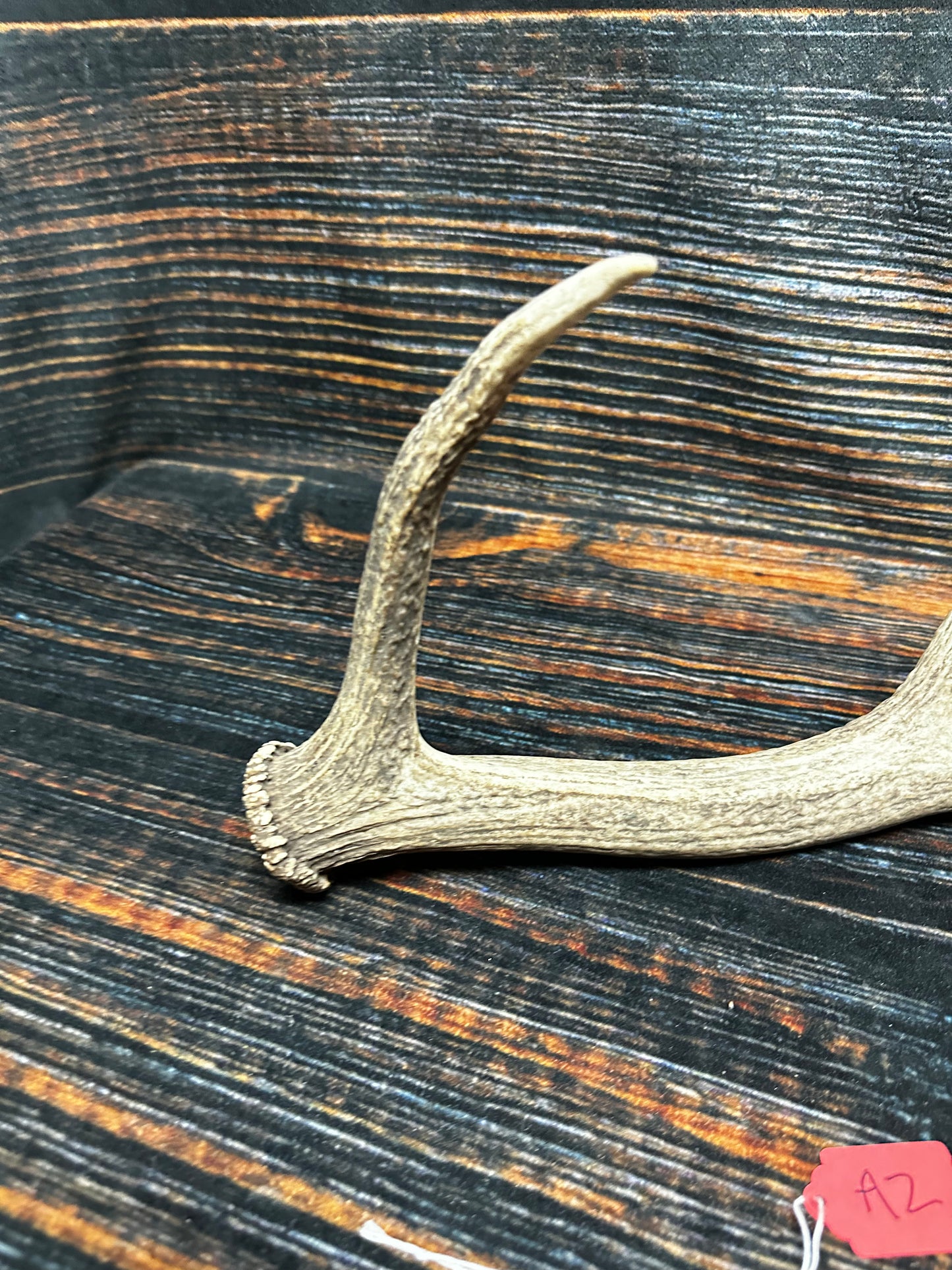 Wild Elk Shed Antler Horn Unique Christmas Gift art craft yard wedding decoration Halloween she shed man cave western animal self standing