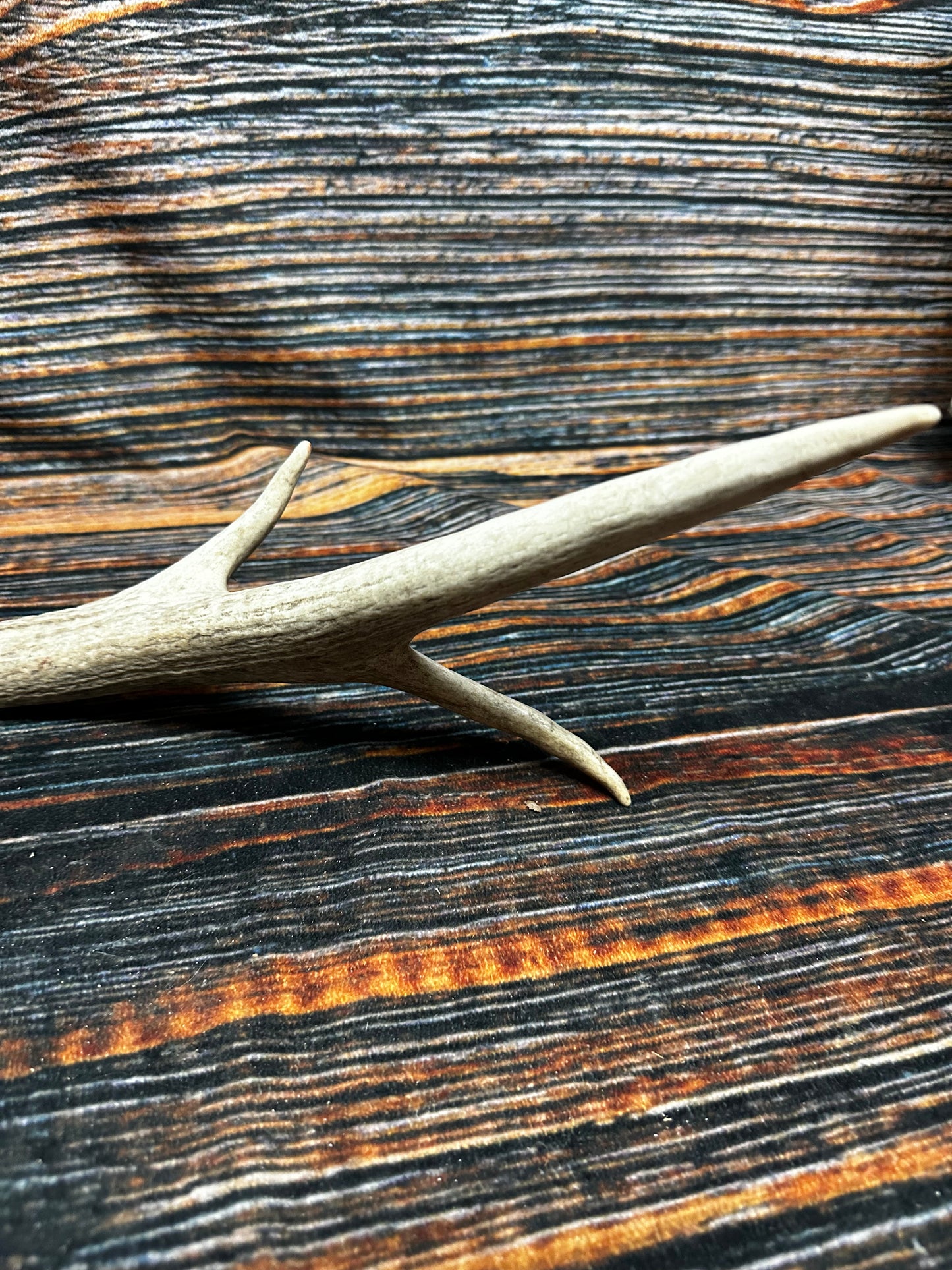 Wild Elk Shed Antler Horn Unique Christmas Gift art craft yard wedding decoration Halloween she shed man cave western animal self standing