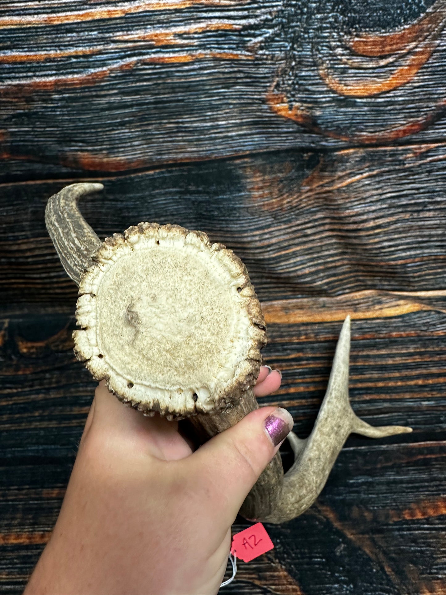 Wild Elk Shed Antler Horn Unique Christmas Gift art craft yard wedding decoration Halloween she shed man cave western animal self standing