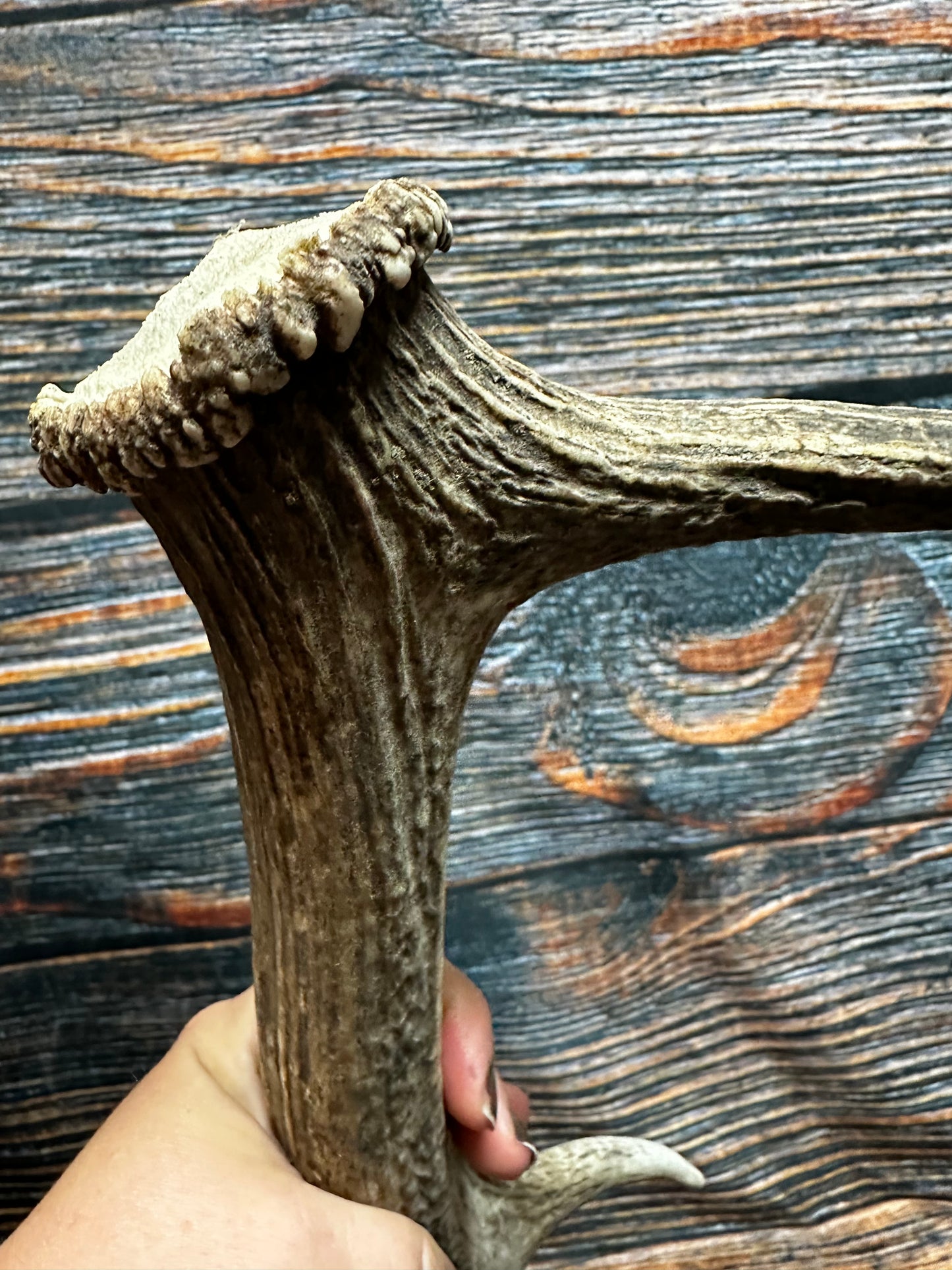 Wild Elk Shed Antler Horn Unique Christmas Gift art craft yard wedding decoration Halloween she shed man cave western animal self standing