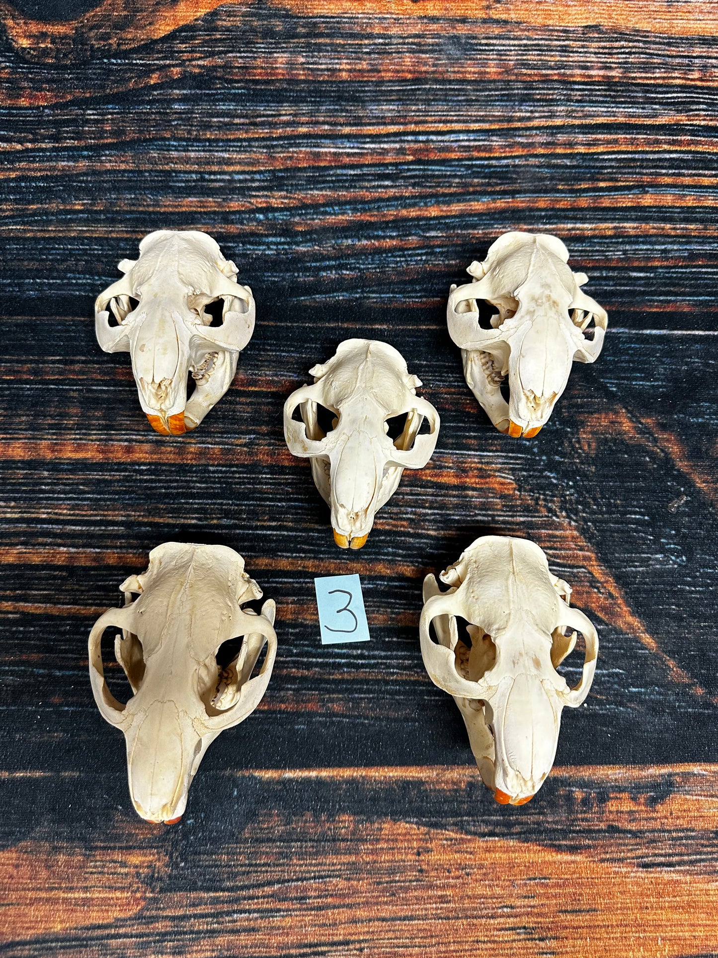 5 Real Beaver Skulls Mount Unique Christmas Gift man cave Cabin Western Decor Oddity gothic witchcraft renaissance festival voodoo art craft