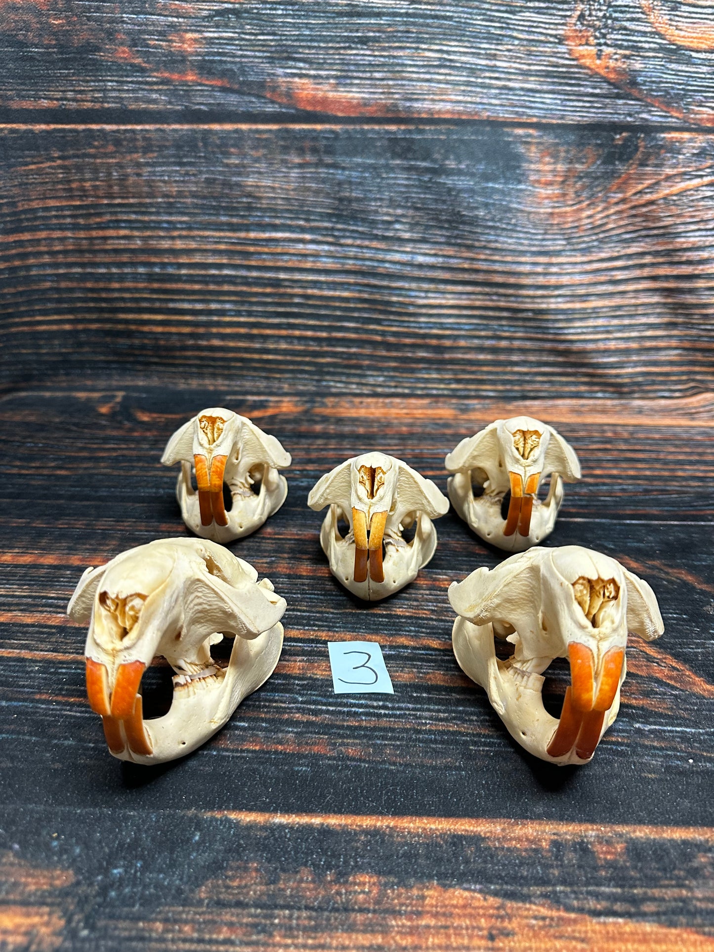 5 Real Beaver Skulls Mount Unique Christmas Gift man cave Cabin Western Decor Oddity gothic witchcraft renaissance festival voodoo art craft