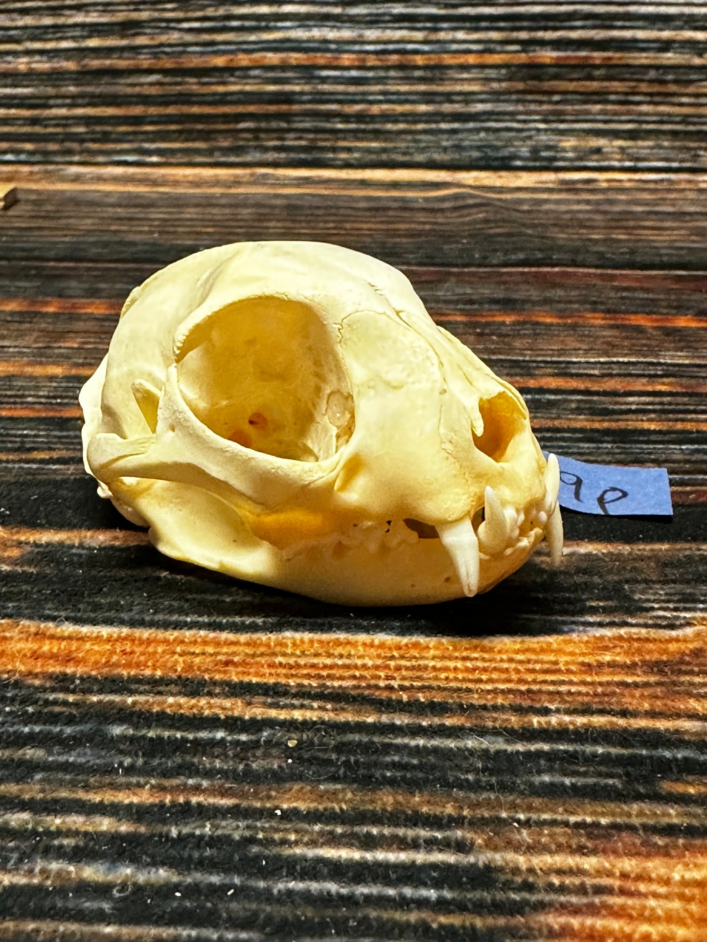 Real Feral Cat Skull