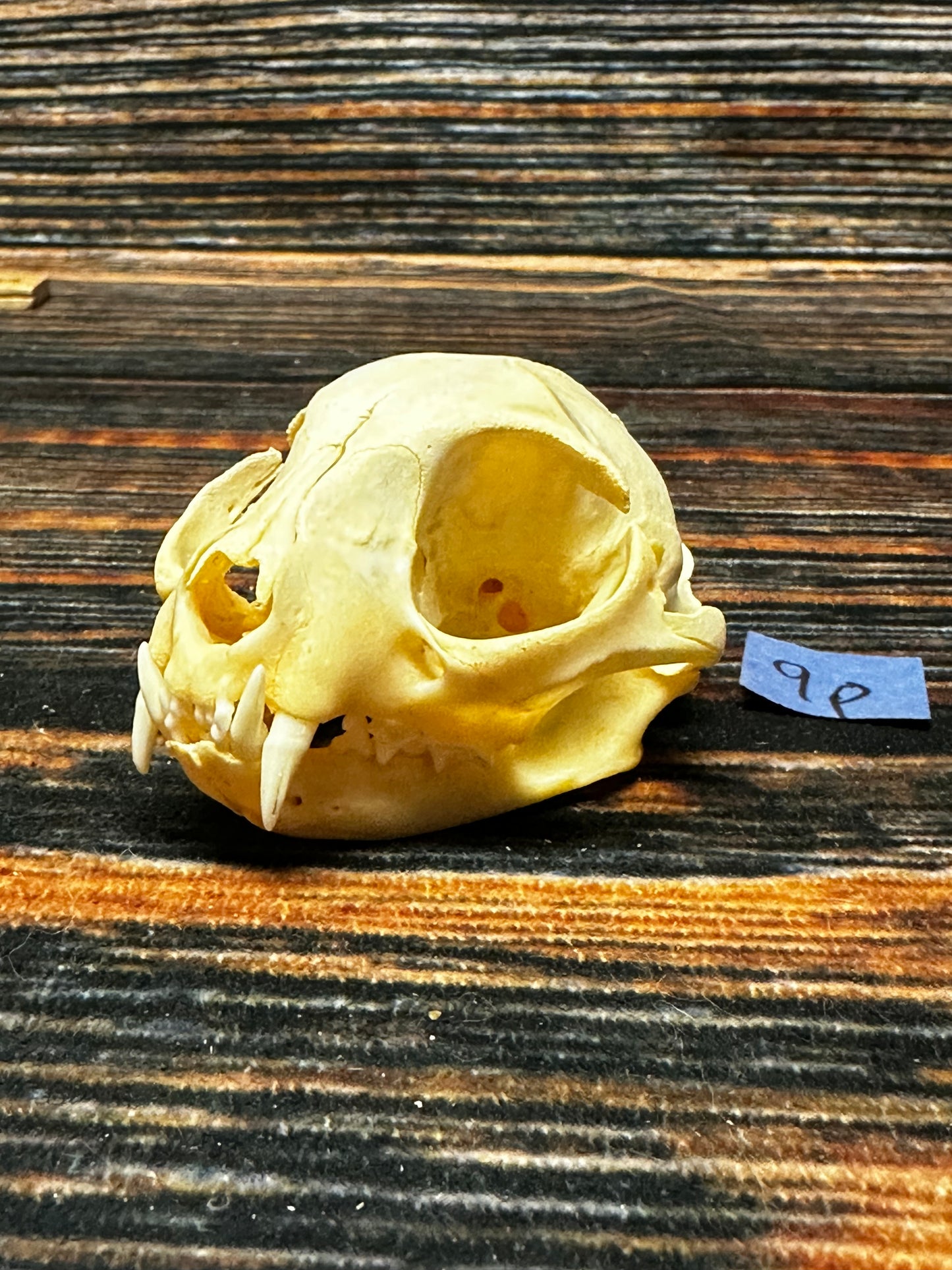 Real Feral Cat Skull